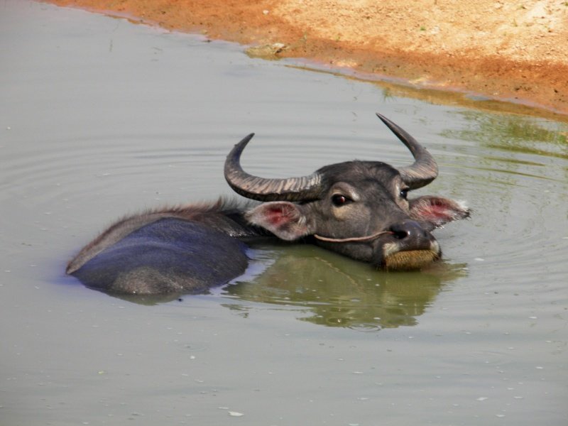 A Water Buffalo