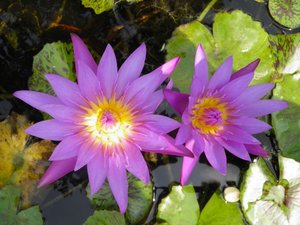 Royal Lotus Flowers