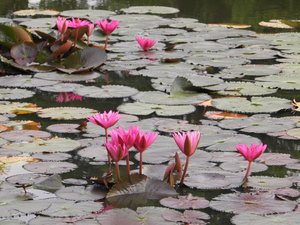 Angkor Wat Water Lillies