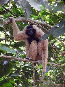 Pileated Gibbon- Biodiversity Centre