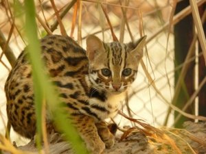 Leopard Cat - Biodiversity Centre