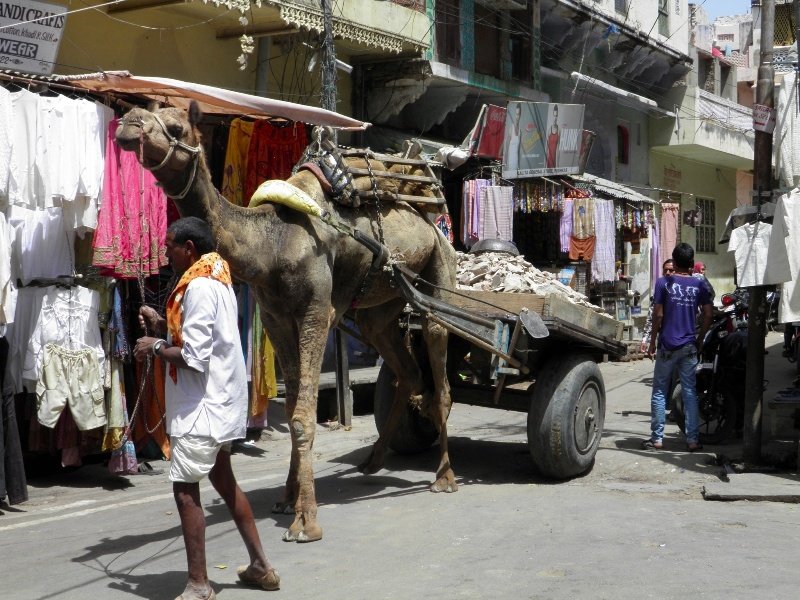 Camel Cart - Pushkar