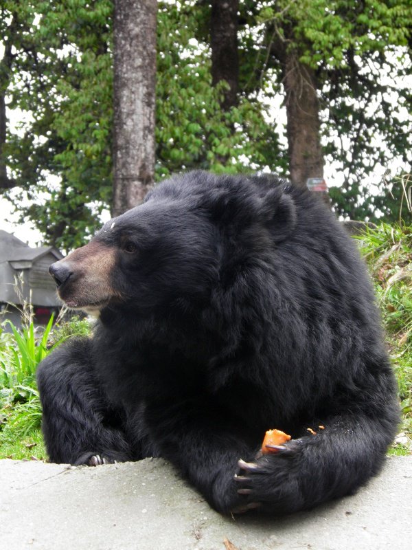 Darjeeling Zoological Park