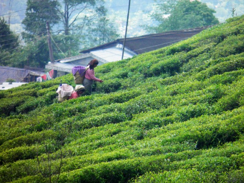 Happy Valley Tea Plantation