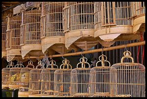 Bird Cages for Sale