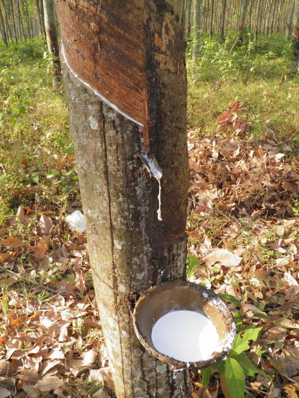 Collecting Rubber from the trees
