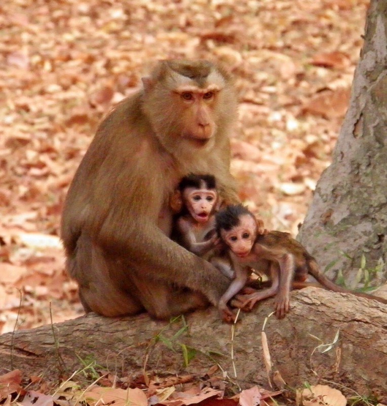 Monkeys near Bayon Temple