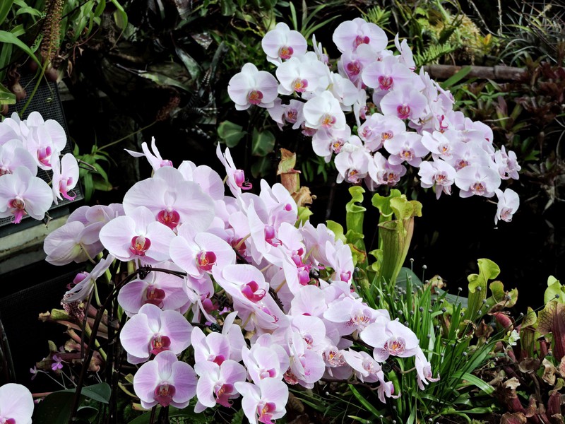 Cloud Forest Orchids