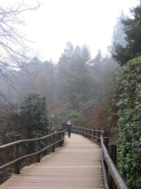 A Foggy Walk