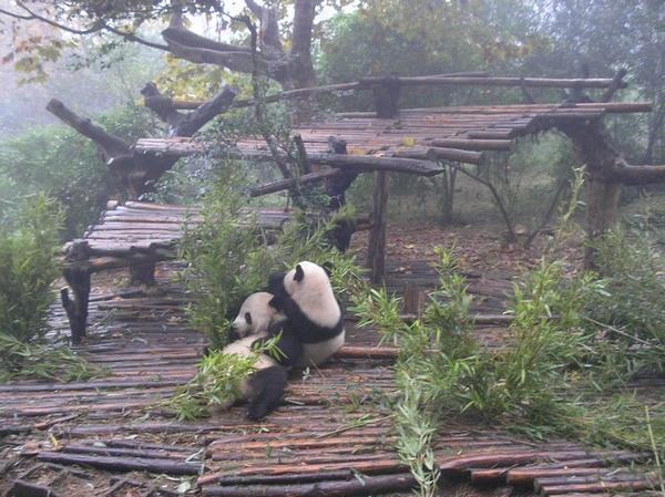 2 Pandy Olbrzymie jedza bambus