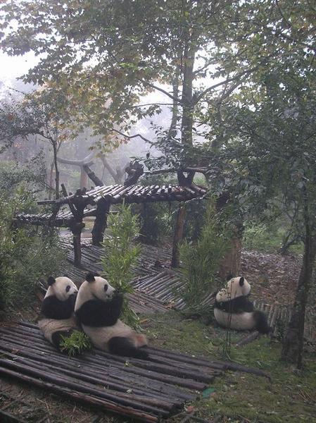 3 Pandy Olbrzymie jedza bambus
