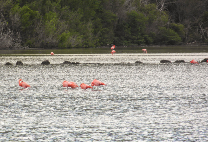 Wild Flamingos