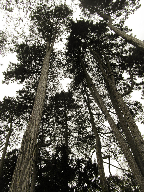 These tall trees tell a tale....