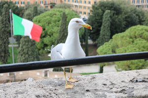Italian seagull 