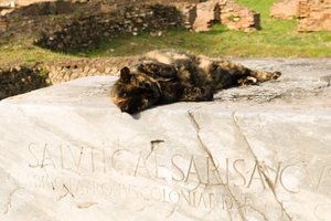 Friendly cat at Ostia Antica