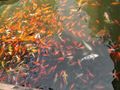 So many fish at Yu Gardens