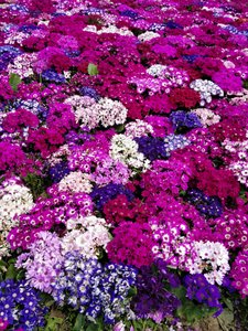 Vibrant flowers