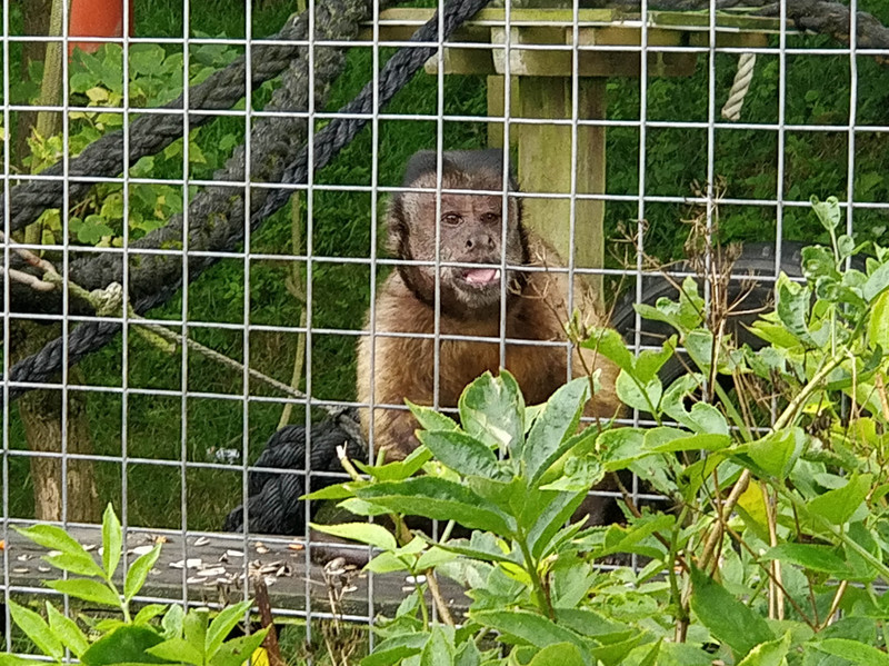 Monkey at the sanctuary 