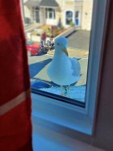 This seagull wouldn't go away from our B&B room