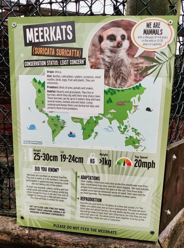 Meerkat facts