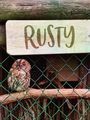Rusty the Owl