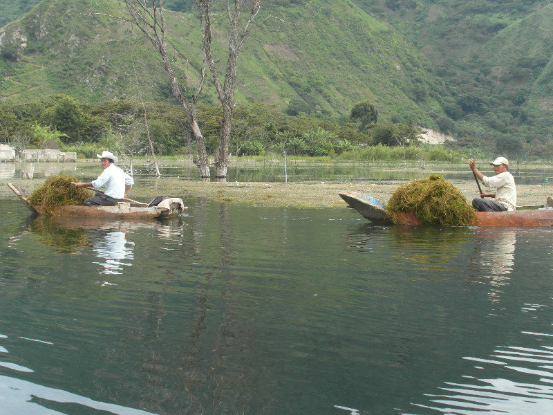 Men collecting pond weed