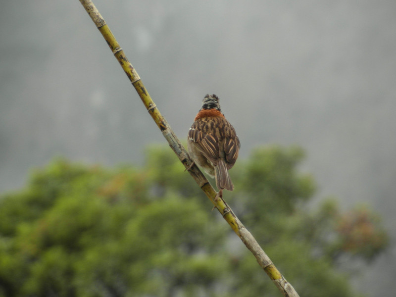 An Inca sparrow?