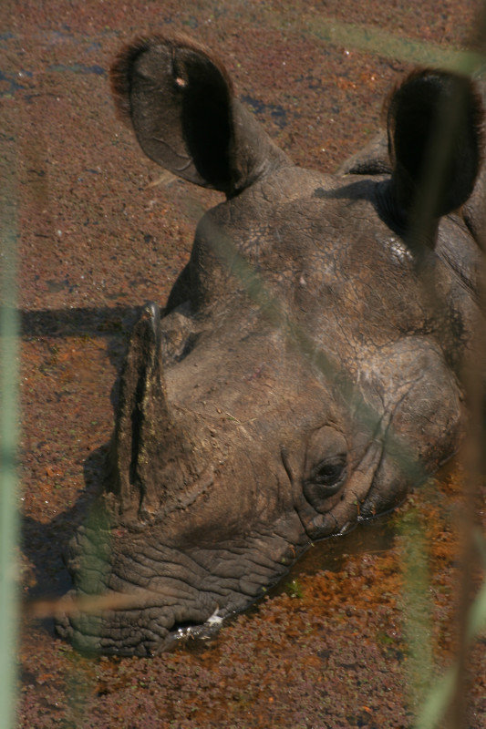 Rhino bath time