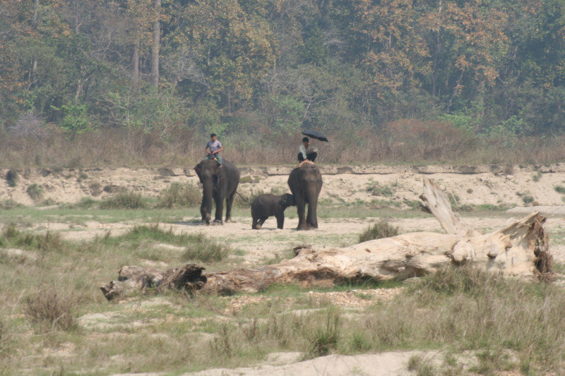 Elephants walking in their natural habittat