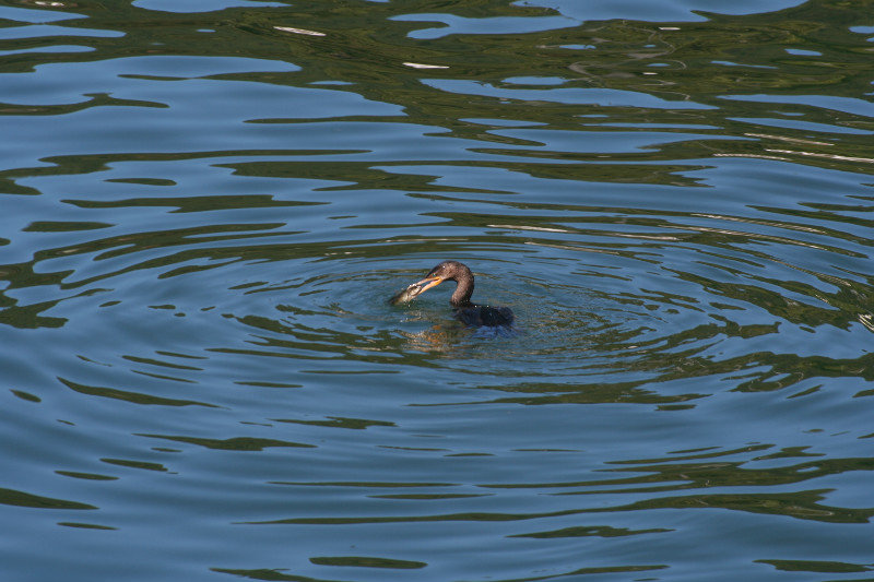 Bird swimming down