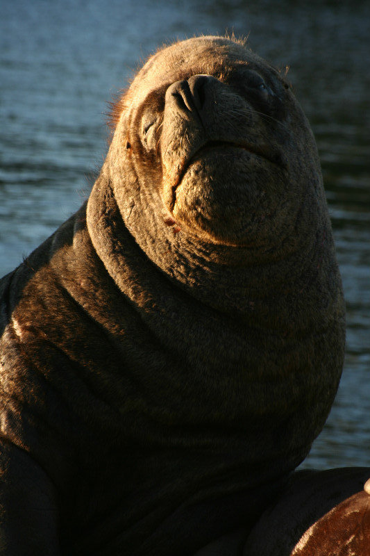 An old Sea Lion