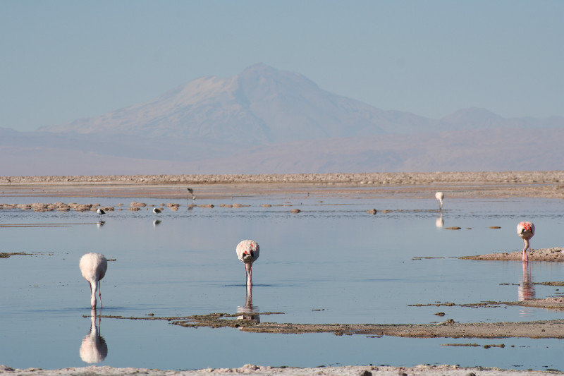 Flamingos at Atacama salar