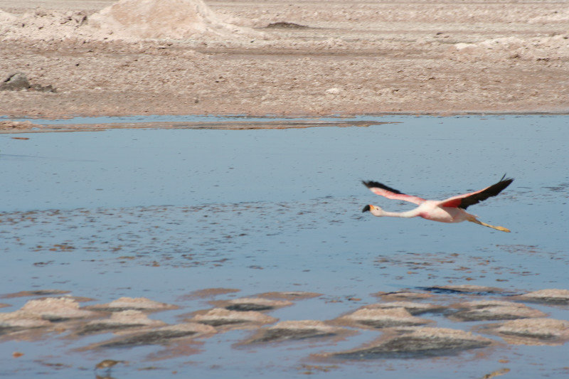 Atacama flying flamingo