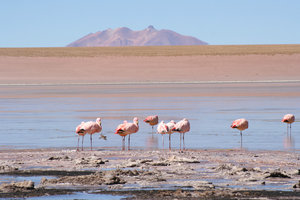The flamingo show