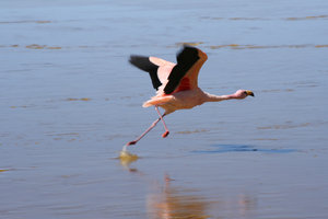 Flamingo effort in taking off