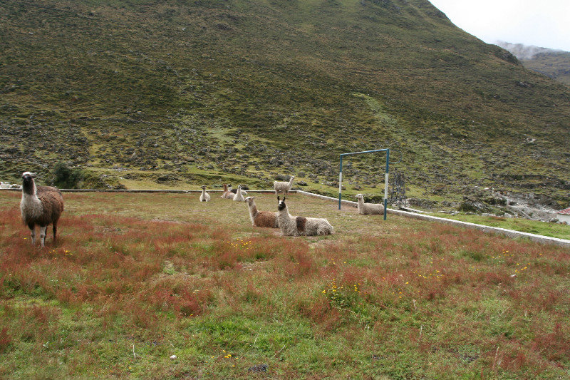 Llamas playing football