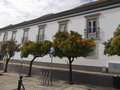 Orange trees in the historical center