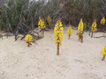 Flowers on desert island