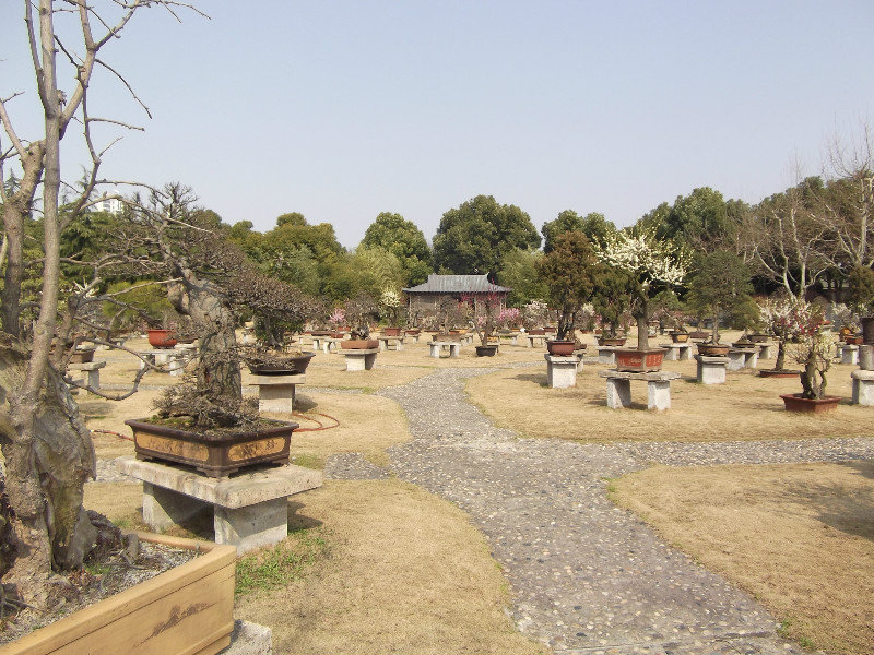 A bonzai garden in the century park