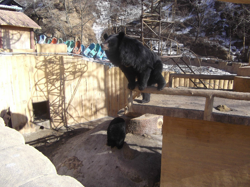 Little bears in a bear park next to the great wall
