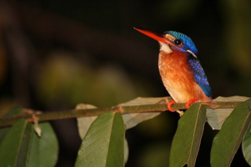 Blue neck kingfisher