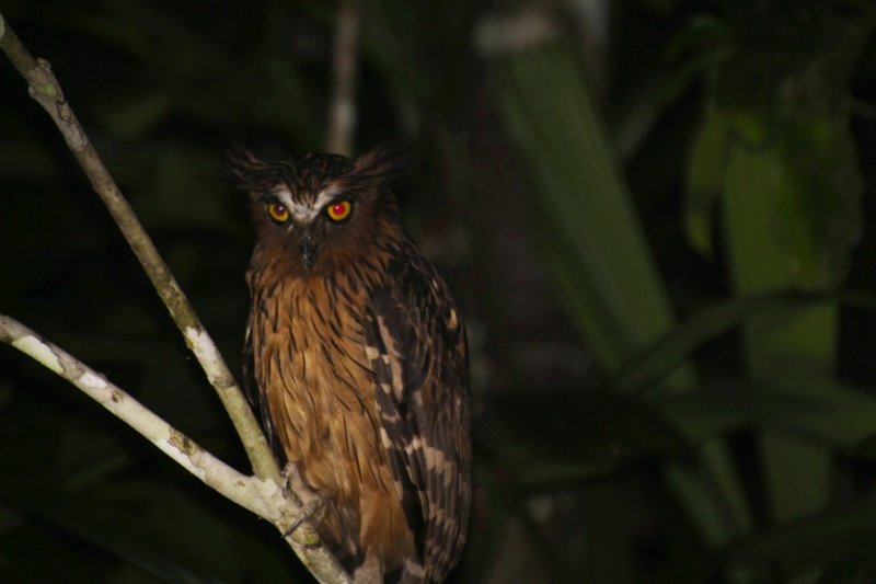 Crested owl behind Abai jungle lodge