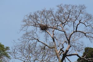 Sea eagle nest