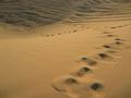 Footprints in the desert...