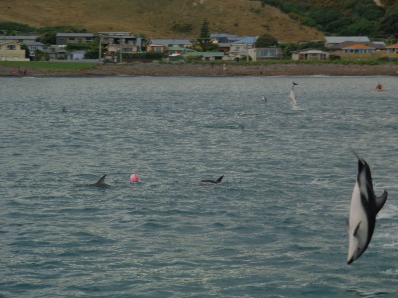 Acrobatic Dusky Dolphins