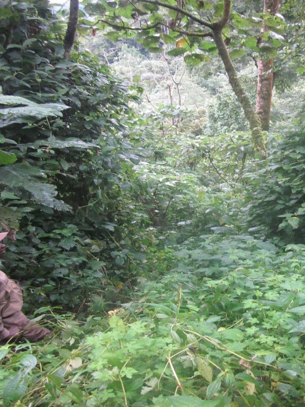 our "path" gorilla tracking