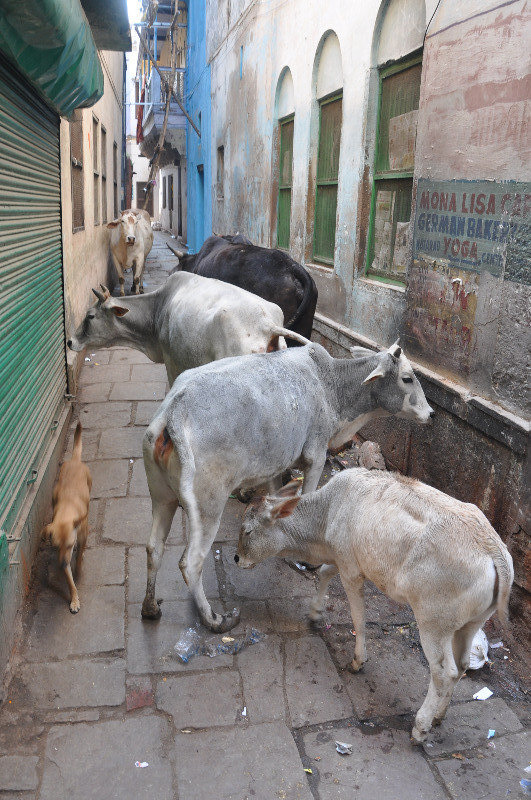 The tiny streets of Varanasi