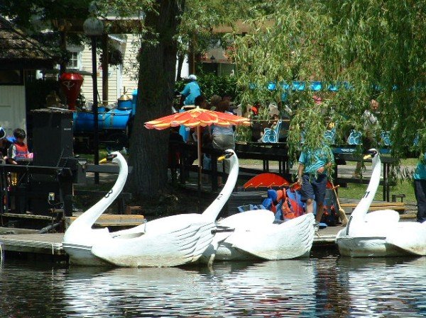 Pretty Swan Boats