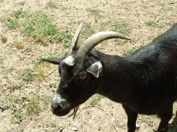 An Inquisitive Goat