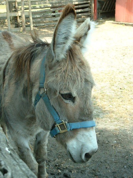 Donkey!